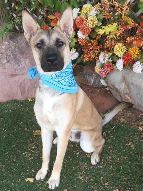 Photo of Leo, adoptable German Shepherd Dog in Oklahoma City, Oklahoma
