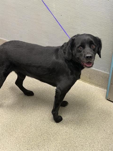Photo of Kong, adoptable Labrador Retriever in Las Vegas, Nevada