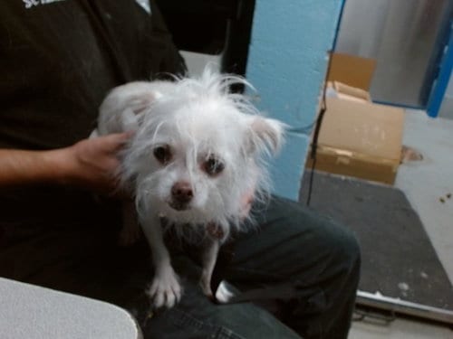 Photo of Billy, adoptable Chihuahua in Albuquerque, New Mexico