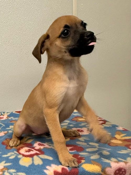Photo of Betty Jo, adoptable Chihuahua in Osgood, Indiana