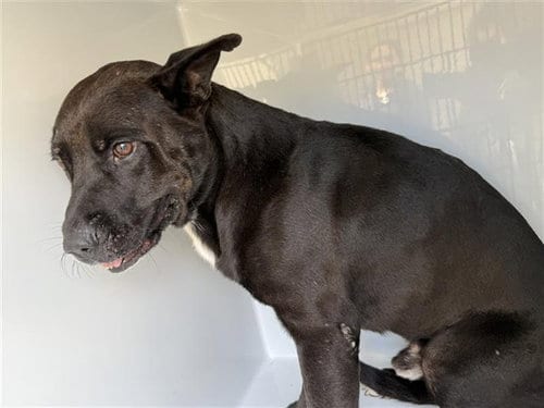 Photo of A663518, adoptable Pit Bull Terrier in Houston, Texas
