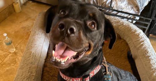 Photo of Luke, adoptable Rottweiler in Gilbert, Arizona