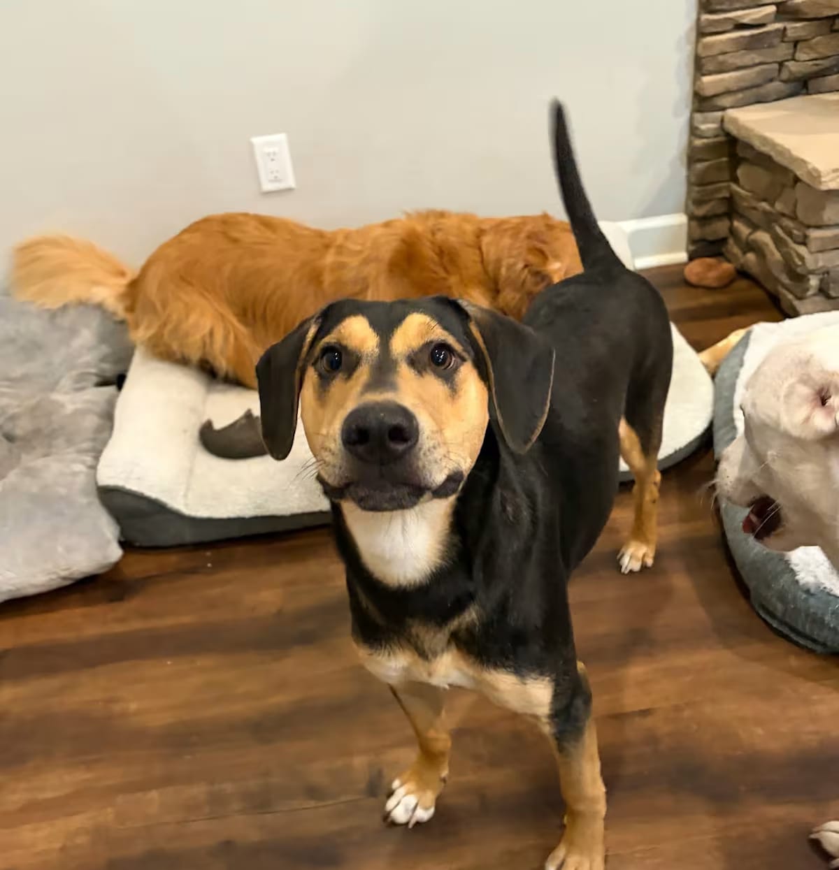 Photo of Cash, adoptable Black and Tan Coonhound in Austin, Arkansas