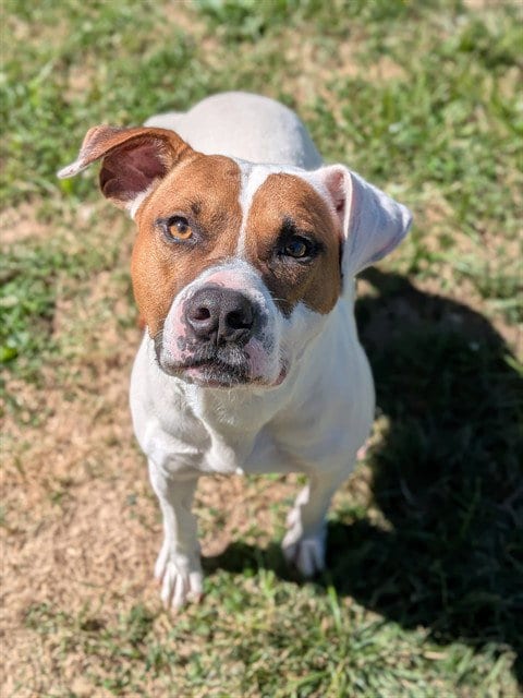 Photo of Elton, adoptable Pit Bull Terrier in St Peters, Missouri