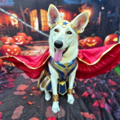 Photo of Belle Star, adoptable Siberian Husky in Long Beach, California