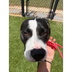 Photo of Bingo, adoptable American Pit Bull Terrier in Baton Rouge, Louisiana