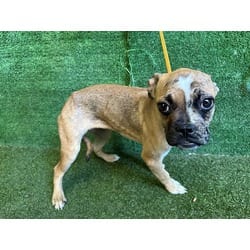 Photo of Bubbles, adoptable American Pit Bull Terrier Boxer in Lancaster, California