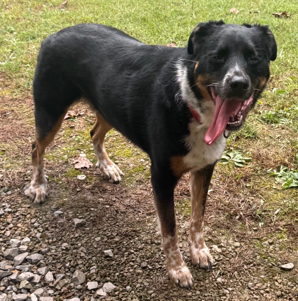 Photo of Gotti now Buster Gotten, adoptable Border Collie in Crossville, Tennessee