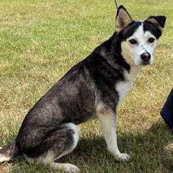 Photo of Scarlet 8050, adoptable Husky Mixed Breed (Medium) in Loxahatchee, Florida