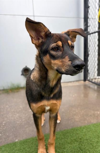 Photo of Garnet, adoptable Mixed Breed