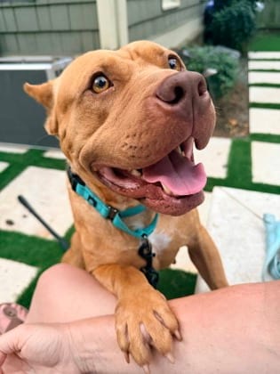 Photo of Nonna, adoptable dog in Atlanta, Georgia