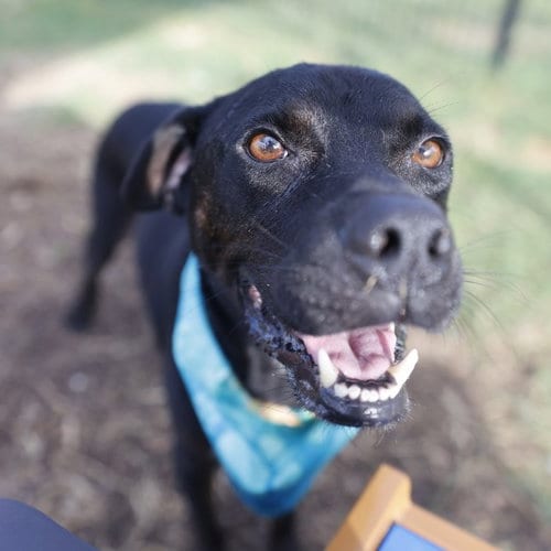 Photo of Lars, adoptable Labrador Retriever in San Antonio, Texas