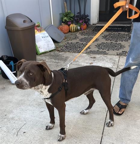 Photo of Patch, adoptable American Staffordshire Terrier in Dallas, Texas