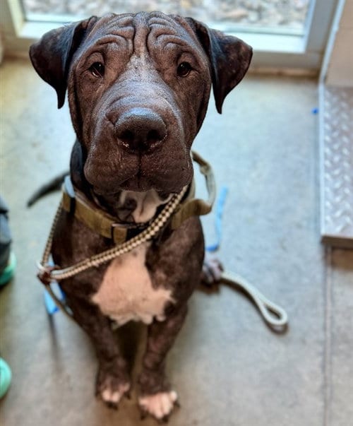 Photo of Norman, adoptable Chinese Shar-Pei in Tavares, Florida