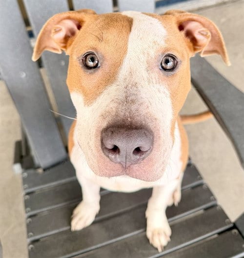 Photo of Stella Louise, adoptable Pit Bull Terrier in Denver, Colorado