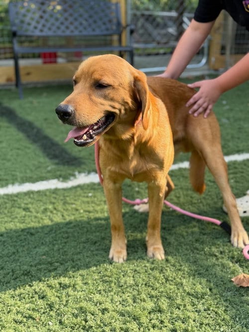 Photo of Cole, adoptable Golden Retriever in Lovingston, Virginia