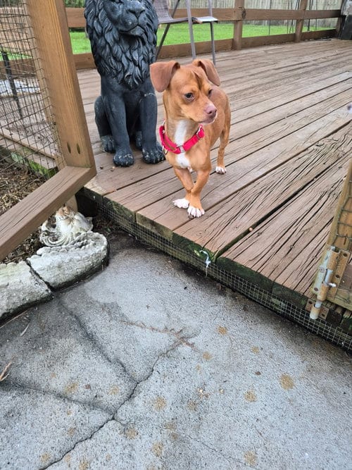 Photo of Mr. Magoo, adoptable Chihuahua in Royal Palm Beach, Florida