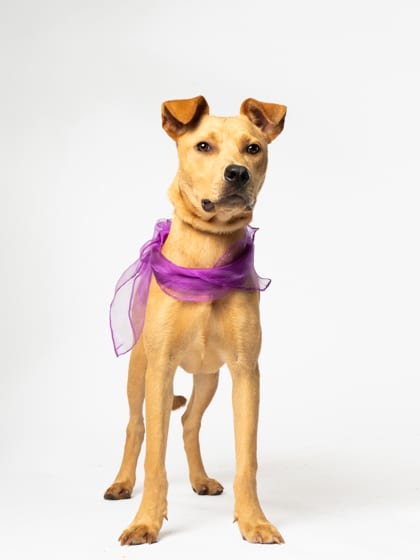 Photo of Rusty, adoptable dog in Atlanta, Georgia