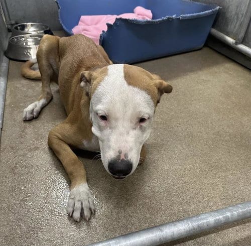 Photo of Mr Wiggles (Rescue Only), adoptable Pit Bull Terrier in HESPERIA, California