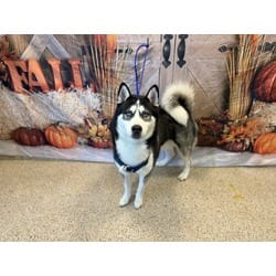 Photo of Loki, adoptable Husky in Doral, Florida