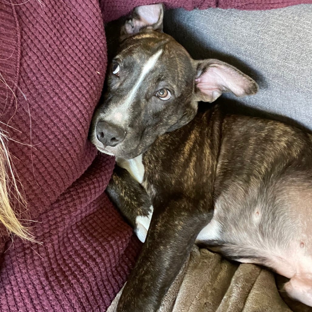 Photo of Levi, adoptable Mixed Breed (Medium) in Buffalo, Minnesota