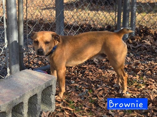 Photo of Brownie, adoptable Rat Terrier in Albemarle, North Carolina
