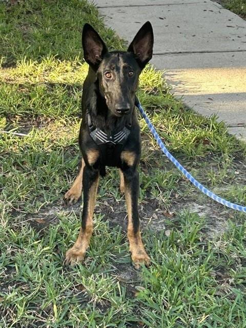 Photo of Dracula, adoptable German Shepherd Dog in Houston, Texas