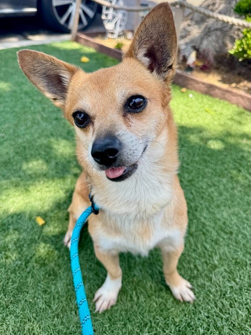 Photo of Billy Bob, adoptable Chihuahua in Newport Beach, California