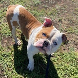 Photo of Handsome, adoptable American Bulldog in Aurora, Colorado