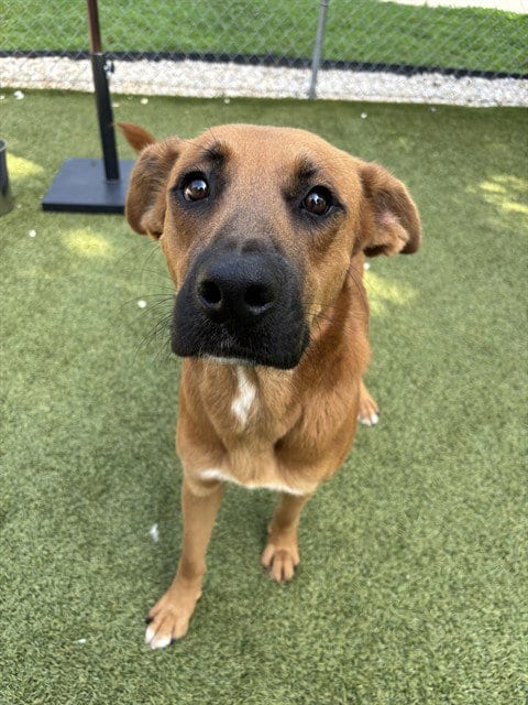 Photo of Cody, adoptable Black Mouth Cur in Newton, North Carolina