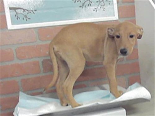 Photo of Max, adoptable German Shepherd Dog in Houston, Texas
