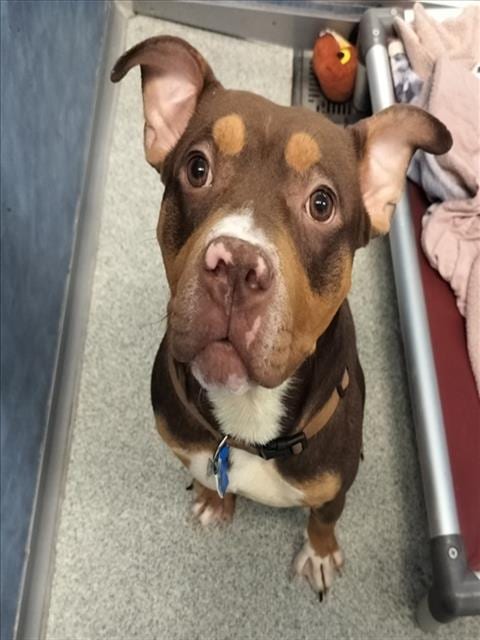 Photo of Brownie, adoptable Pit Bull Terrier in Fort Collins, Colorado