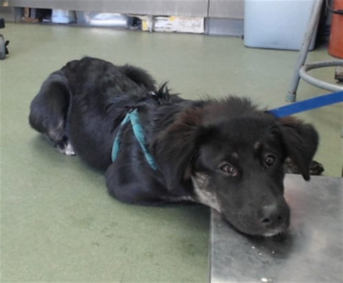 Photo of Malcolm, adoptable German Shepherd Dog in San Bernardino, California