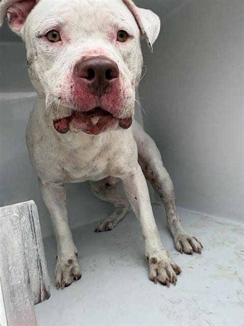 Photo of Senior Boxer and Dogo Argentino, adoptable Boxer and Dogo Argentino in Houston, Texas