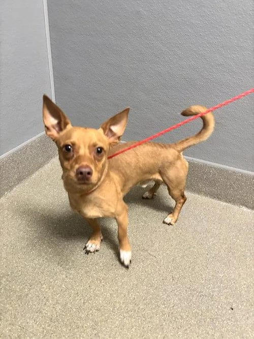 Photo of Chino, adoptable Chihuahua in Las Vegas, Nevada