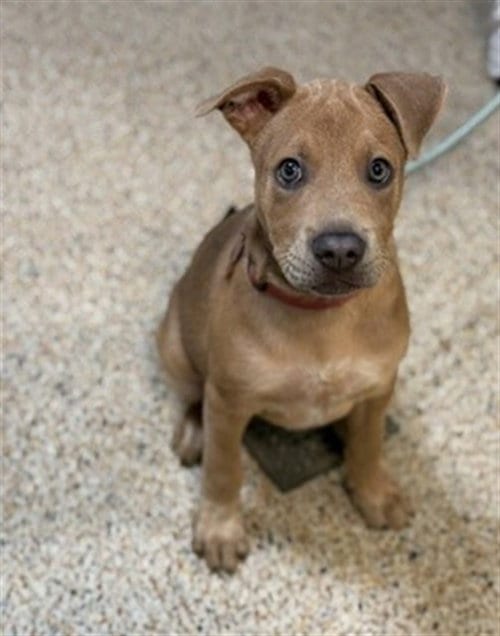 Photo of Eren, adoptable Labrador Retriever in Miami, Florida