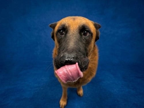 Photo of Sheen, adoptable German Shepherd Dog in Peoria, Illinois