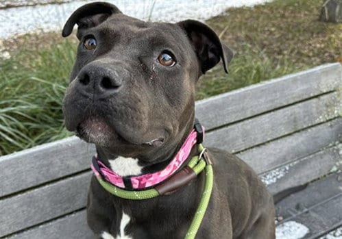 Photo of Jetta, adoptable Pit Bull Terrier in Anchorage, Alaska