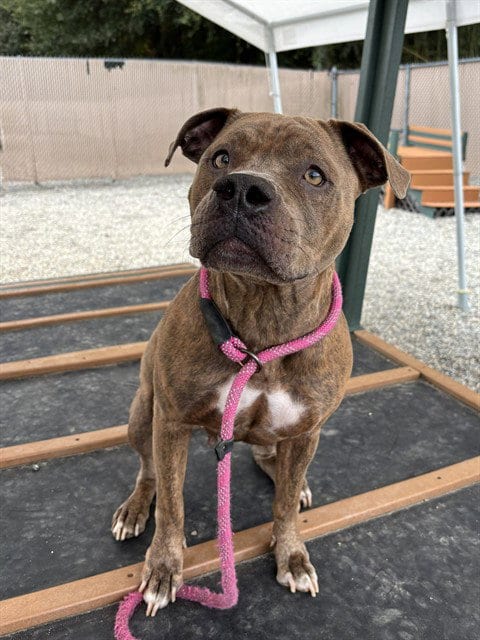 Photo of Nala, adoptable Pit Bull Terrier in Palmetto, Florida