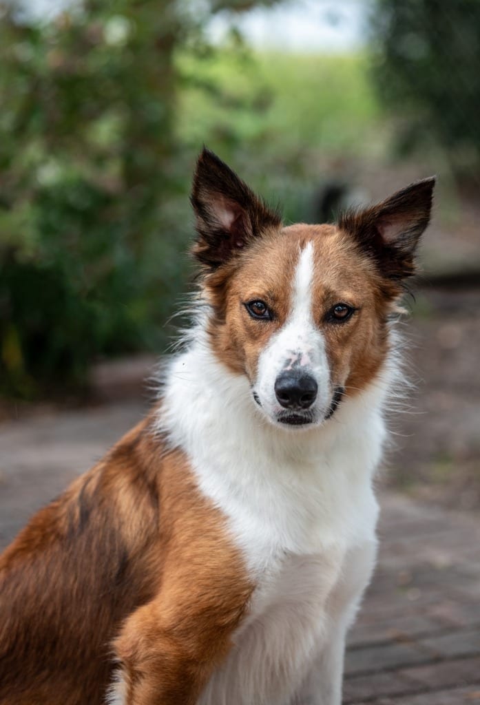 Photo of Lasso, adoptable Mixed Breed in Ocala, Florida