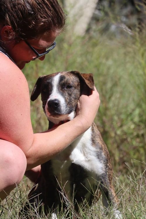 Photo of Tulip, adoptable Hound in garner, North Carolina