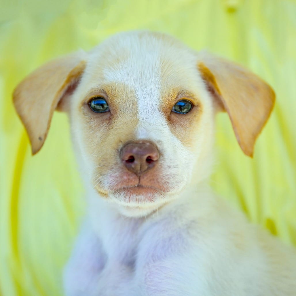 Photo of Peanut, adoptable Retriever, Labrador / Mix in Chapel Hill, North Carolina