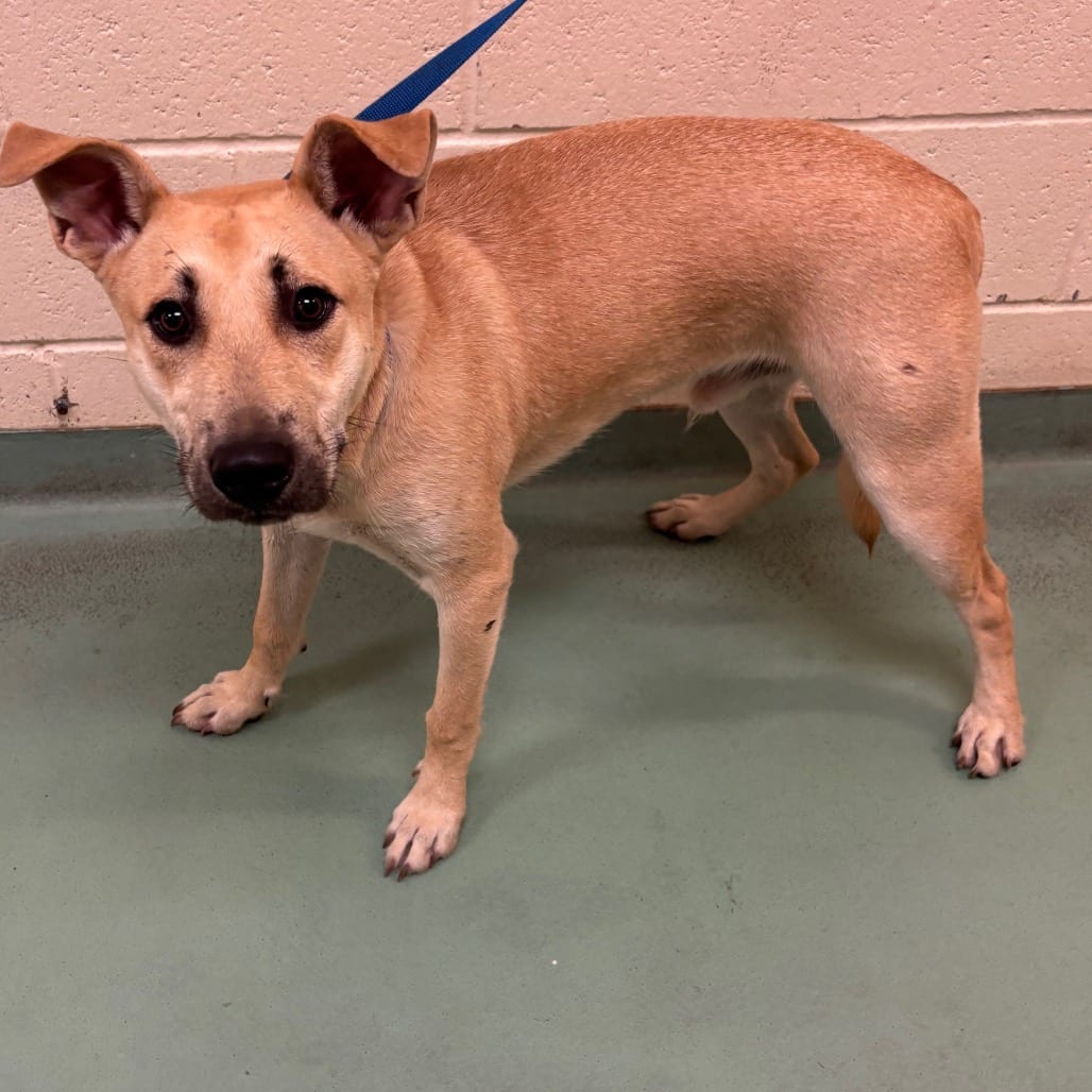 Photo of Tommy, adoptable dog