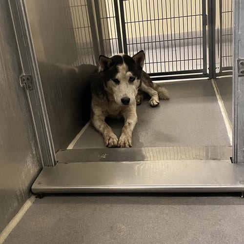 Photo of Choncho, adoptable Siberian Husky in Modesto, California
