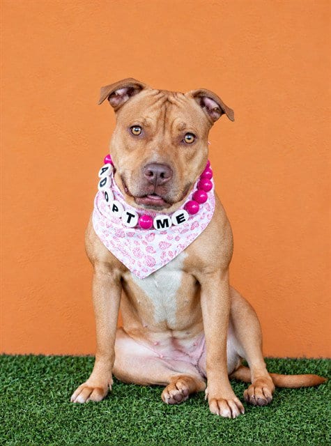 Photo of Ginger, adoptable American Staffordshire Terrier in Miami, Florida