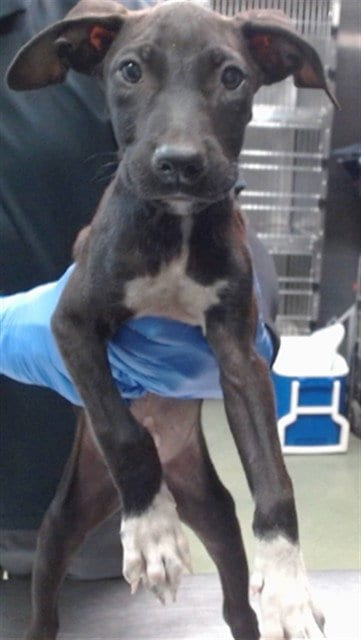 Photo of Donny, adoptable Pit Bull Terrier in San Bernardino, California
