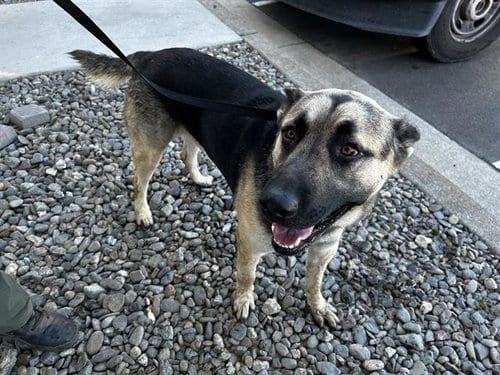 Photo of Harold, adoptable German Shepherd Dog in Fairfield, California