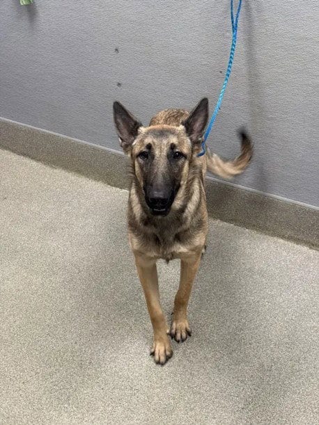 Photo of Eevee, adoptable German Shepherd Dog in Las Vegas, Nevada