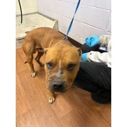 Photo of Ted, adoptable American Pit Bull Terrier in Baton Rouge, Louisiana