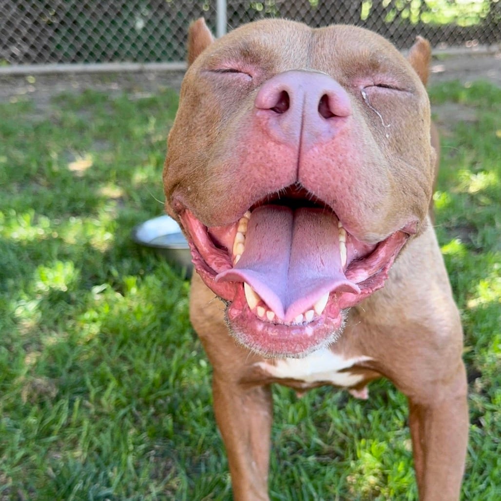 Photo of Praline, adoptable Terrier, American Staffordshire in California, California